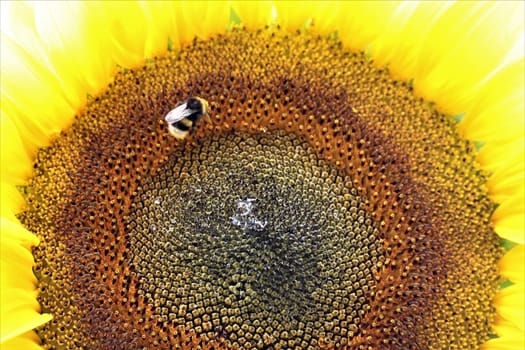 A sunflower blossom as a closeup with bumblebee