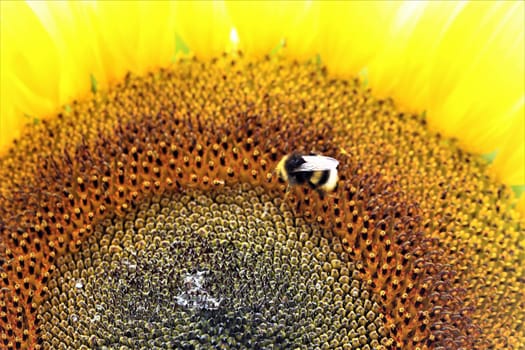 A sunflower blossom as a closeup with bumblebee