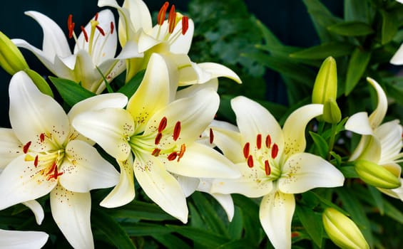 A flowering bush of large beautiful flowers of a white lily with bright orange stamens in low key on a dark green background with slight blur of the background, closeup, copy space, selective focus.