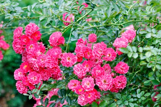 Pink-red flowers of a curly rose in the rays of soft sunlight adorn the green garden on a summer day and delight your eyes. Close-up, copy space.