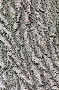 Embossed highly detailed old oak tree bark texture with weathered surfaces and cracks on it, vertical image, close up.