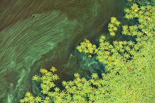 Green algae and plankton gradually cover the surface of the blooming water, the concept of pollution of the water surface of the earth, copy space.