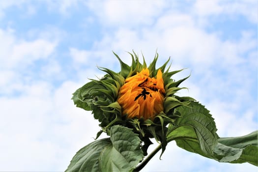 Just opening sunflower with green leaves against a cloudy sky