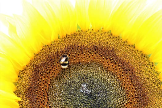A sunflower blossom as a closeup with bumblebee