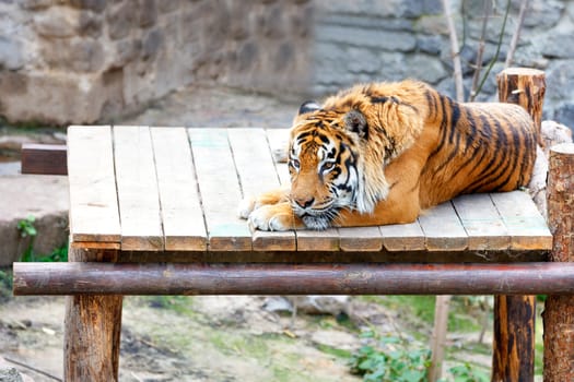A large striped tiger lies calmly in the sun on a wooden platform and looks sadly in front of him, copy space.