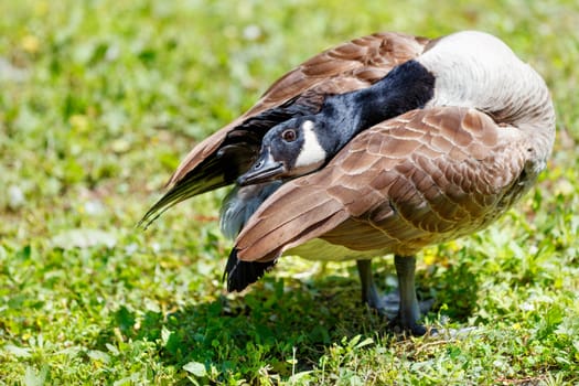 A wild goose with brown plumage with a black beak stretches its neck and hides its head under its wing on a bright sunny day against a background of green grass. Close-up, blur, copy space.