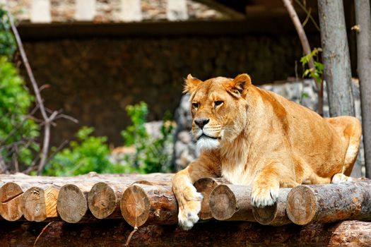 A portrait of a large adult lioness lying on a platform of wooden logs and looking forward intently.