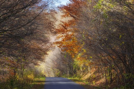 Road in the forest with nobody there