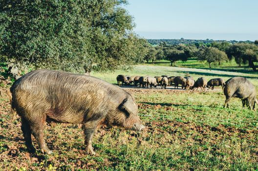 pigs in glassland at sunset, Extremadura, Spain