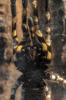 Large tarantula closeup photo with yellow and black pattern