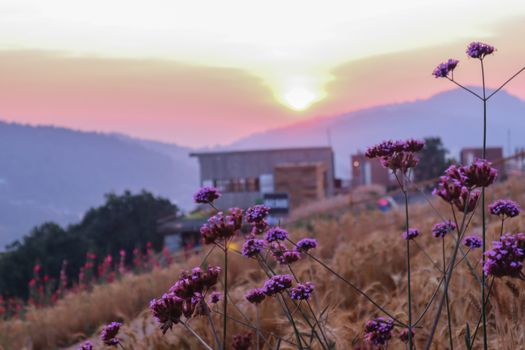 summer nature background with grass and flower village farm house and mountains back with bright sunset in the evening