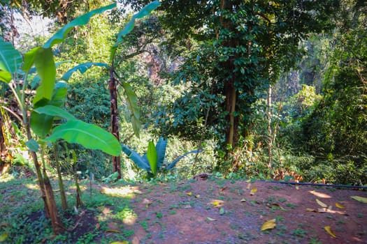 A park zone with palm trees growing along an village road in countryside in a sunny weather. The photo can be used as a background picture