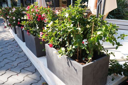 ampel flowers in a concrete street pots