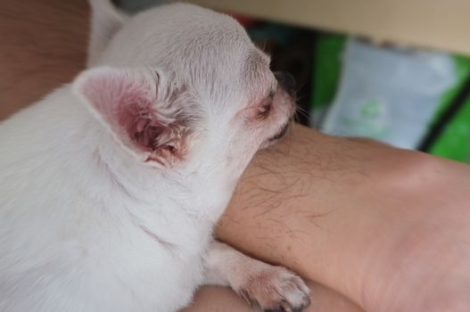 Chihua-hua is resting for man owner petting his pet, Close up. Concept Dog lover