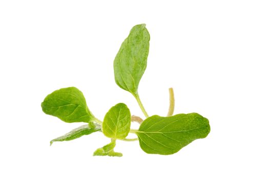 Fresh Oregano herb on a white background.