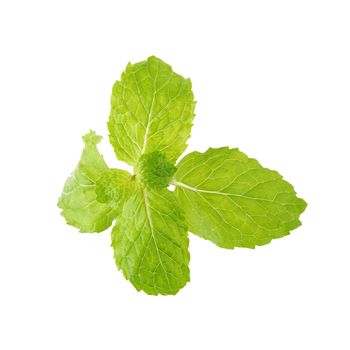 Fresh raw mint leaves isolated on white background.