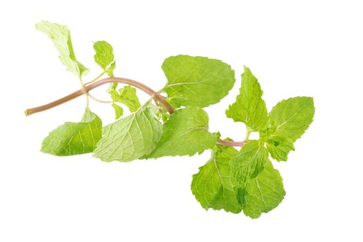 Fresh raw mint leaves isolated on white background.