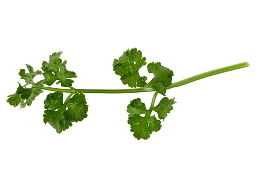 parsley fresh herb isolated on a white background.