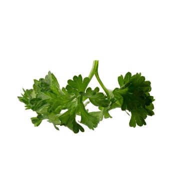 parsley fresh herb isolated on a white background.