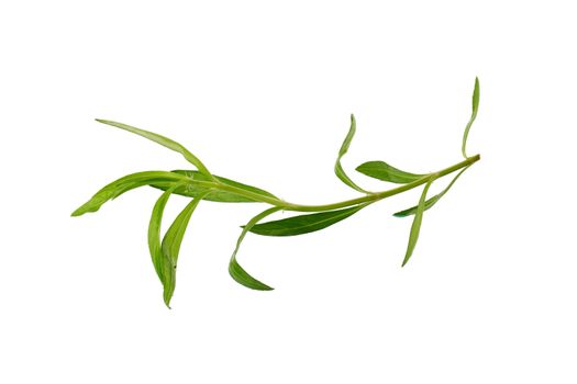 Fresh tarragon herbs, Tarragon herbs close up isolated on white background.