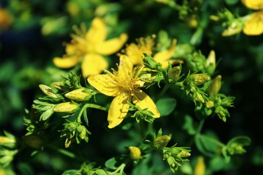 The picture shows St John's wort in the meadow