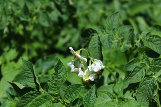 The picture shows many potato plants in the garden