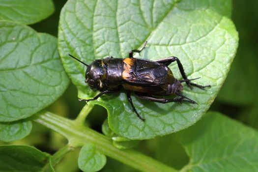 The picture shows a cricket on a potato leaf
