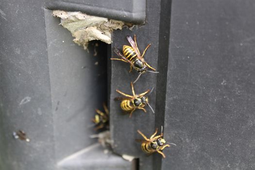 The picture shows wasps on the composter