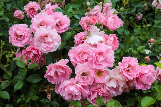 Pink and colorful rose flowers in a roses garden with a soft focus background.