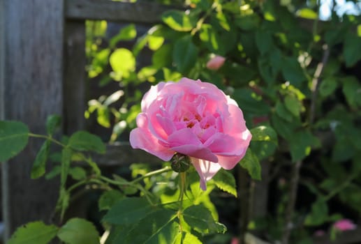 Pink and colorful rose flowers in a roses garden with a soft focus background.