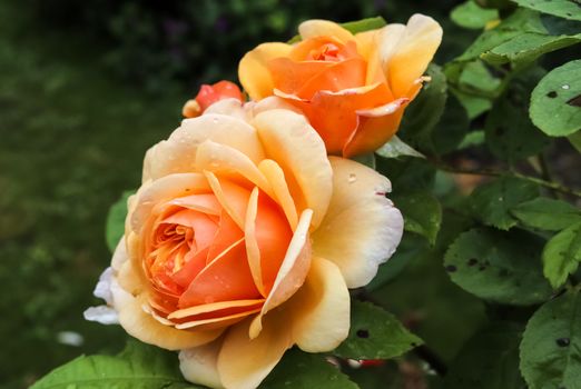 Pink and colorful rose flowers in a roses garden with a soft focus background.