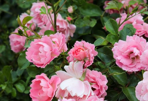 Pink and colorful rose flowers in a roses garden with a soft focus background.