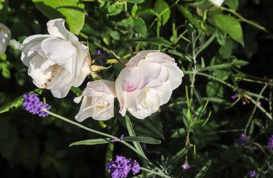 Pink and colorful rose flowers in a roses garden with a soft focus background.