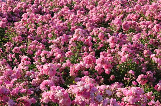 Pink and colorful rose flowers in a roses garden with a soft focus background.