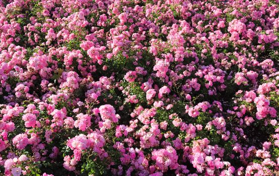 Pink and colorful rose flowers in a roses garden with a soft focus background.