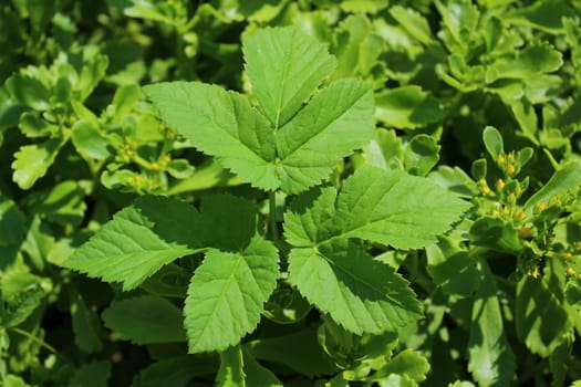 The picture shows a goutweed leaf in the garden