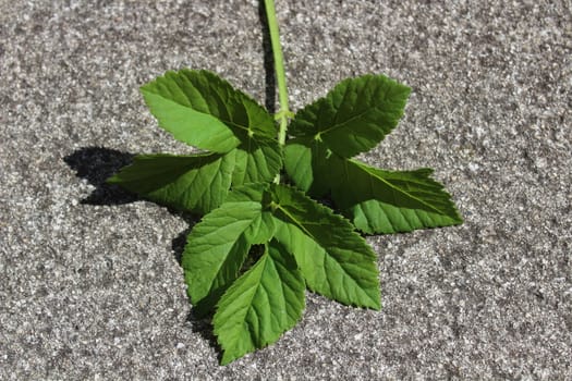 The picture shows a goutweed leaf in the garden