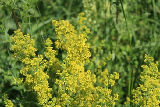 The picture shows blossoming cleaver in the meadow