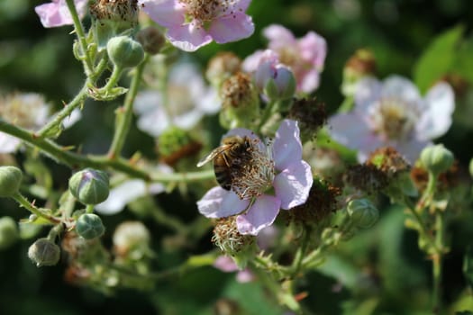 The picture shows blackberry bush with many blossoms