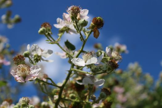 The picture shows blackberry bush with many blossoms