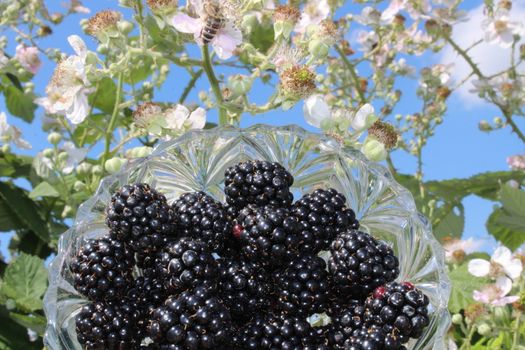 The picture shows blackberries in front of a blossoming blackberry bush