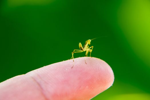 Larva of the mantis. Nymph mantis, Growing insect. Mantis on your finger.