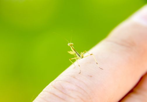 Larva of the mantis. Nymph mantis, Growing insect. Mantis on your finger.