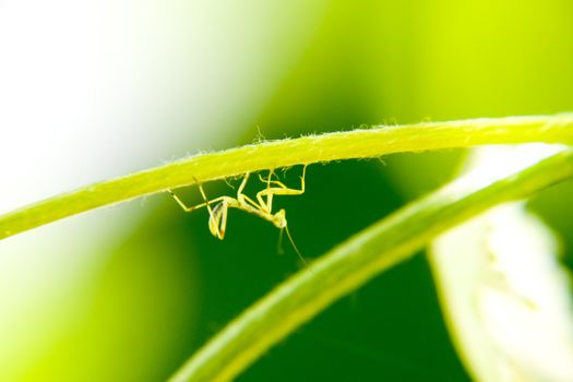 Larva of the mantis. Nymph mantis, Growing insect. Mantis in the vineyard.