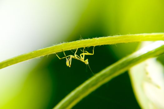 Larva of the mantis. Nymph mantis, Growing insect. Mantis in the vineyard.