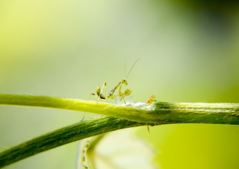 Larva of the mantis. Nymph mantis, Growing insect. Mantis in the vineyard.