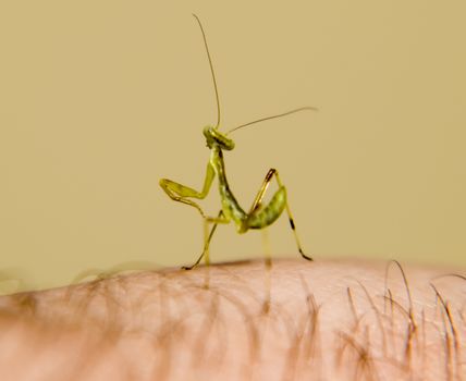 Larva of the mantis. Nymph mantis, Growing insect. Mantis on the hand of man.