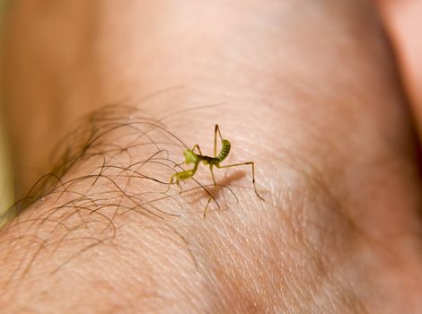 Larva of the mantis. Nymph mantis, Growing insect. Mantis on the hand of man.