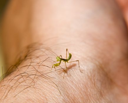 Larva of the mantis. Nymph mantis, Growing insect. Mantis on the hand of man.