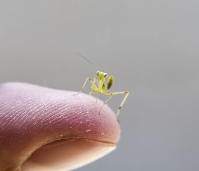 Larva of the mantis. Nymph mantis, Growing insect. Mantis on the hand of man.